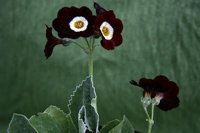 Auricula Favourites