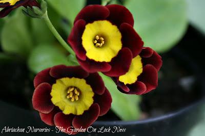 Auricula Favourites