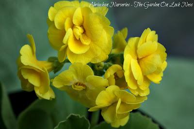 Auricula Favourites