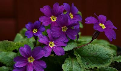 Old Fashioned Primroses