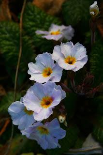 Old Fashioned Primroses