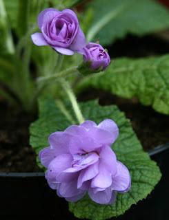 Old Fashioned Primroses