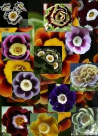 Plant of the month - Primula Auricula
