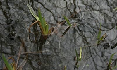 The Boiling Pond