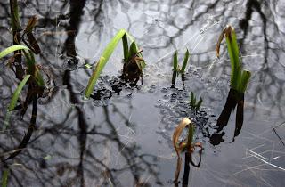 The Boiling Pond