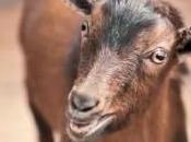 Dorito’s Goat Commercial: Totally Random Hilarious