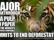 TIMELINE: Persuaded Asia Pulp Paper Stop Cutting Down Indonesia’s Rainforests