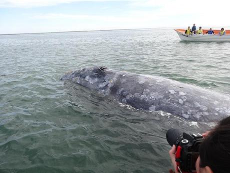 The 4 Most Surprising Things About Whale Watching in Baja, Mexico