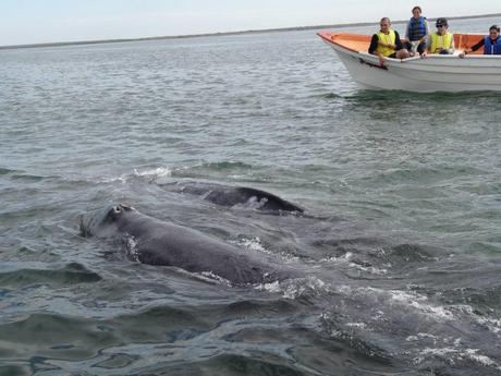 The 4 Most Surprising Things About Whale Watching in Baja, Mexico