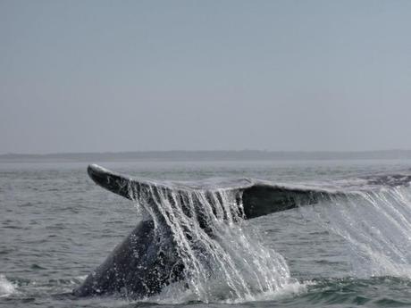 The 4 Most Surprising Things About Whale Watching in Baja, Mexico