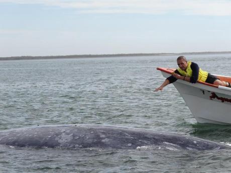 The 4 Most Surprising Things About Whale Watching in Baja, Mexico