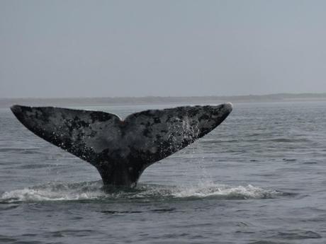 The 4 Most Surprising Things About Whale Watching in Baja, Mexico