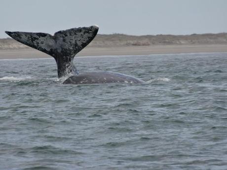 The 4 Most Surprising Things About Whale Watching in Baja, Mexico