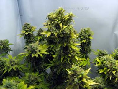 Marijuana Bill Introduced In Congress