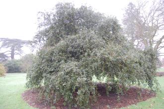 Ilex aquifolium 'Pendula' (06/01/2013, Kew Gardens, London)