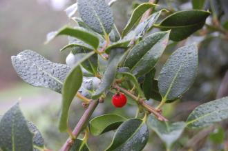 Ilex aquifolium 'Pendula' Leaf and Berry (06/01/2013, Kew Gardens, London)