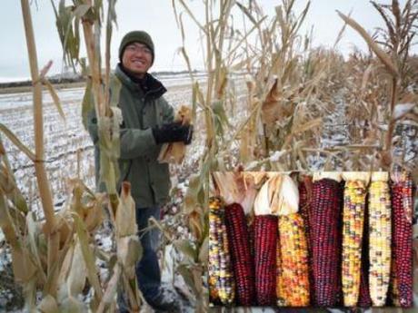 Can pop corn, seed corn, or sweet corn be altruistic? This is a serious question.