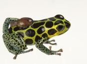 Biodiversity Photo Day: Mimic Poison Frog with Tadpole Baby Back