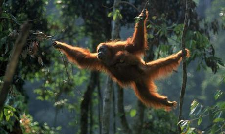 The Problem of Palm Oil