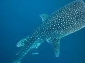 Whither Goest Biggest Fish?
