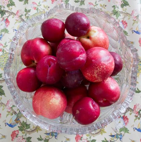 Plums and Nectarines