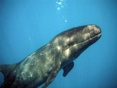 whales at the Hermit Islands