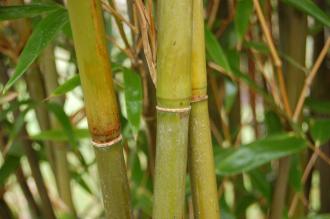 Arundinaria fargesii Canes (06/01/2013, Kew Gardens, London)