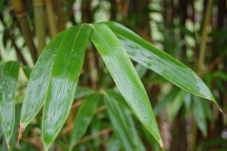 Arundinaria fargesii Leaf (06/01/2013, Kew Gardens, London)