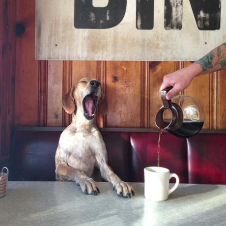 coffee hound