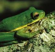 Tree Frog