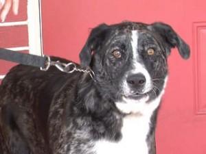 ‘Borg’ the dog helps save owner hit by car during walk