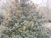 Plant Week: Quercus Semecarpifolia