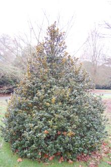 Quercus semecarpifolia (06/01/2013, Kew Gardens, London)