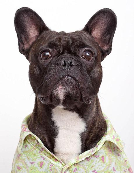 Exquisite DOG Portraits that even your Mom would Love!