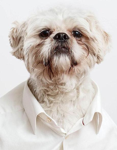 Exquisite DOG Portraits that even your Mom would Love!