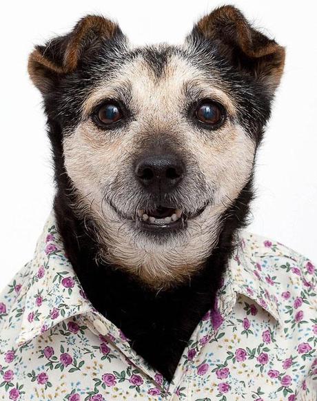 Exquisite DOG Portraits that even your Mom would Love!