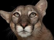 Biodiversity Photo Day: Puma Concolor Coryi