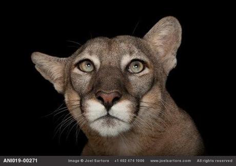 photo by Joel Sartore: http://www.joelsartore.com/