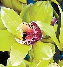 scientist designed orchid, orchid auction, most expensive flower in the world