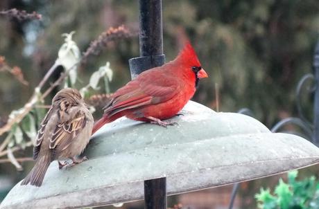 Birds prior to snowstorm in Toronto