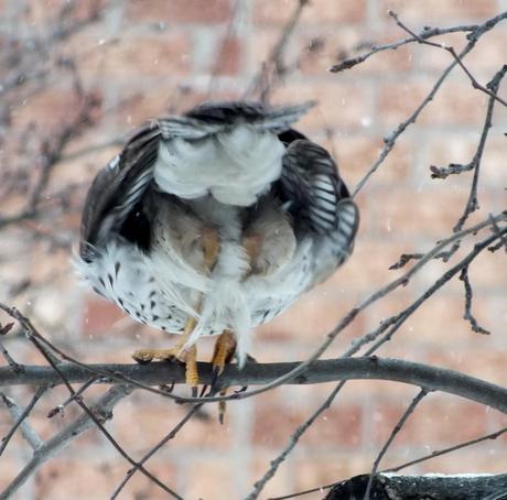 Sharp-shinned Hawk prepares to take flight in snowstorm in Toronto - Canada