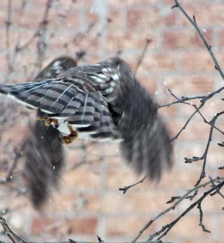 Sharp-shinned Hawk's flight into Toronto snowstorm - Canada