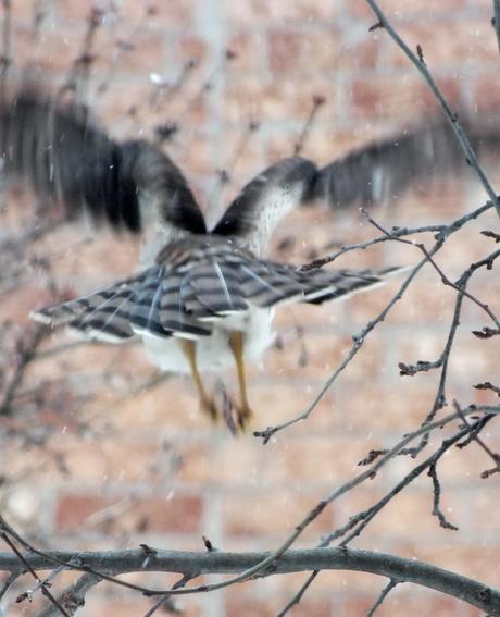 Sharp-shinned Hawk flies into Toronto snowstorm - Canada
