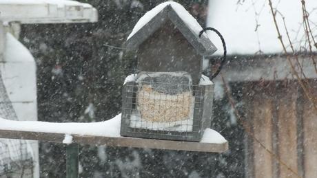 Suet feeder lost in snowstorm in Toronto