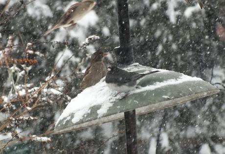 Birds returned to feeder after Hawk left