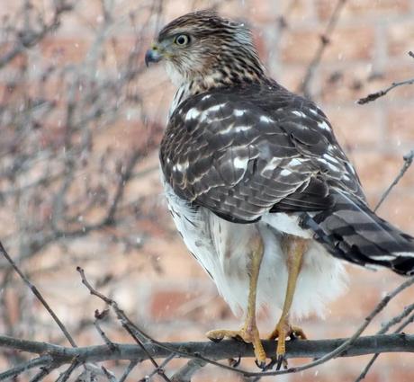 Sharp-shinned Hawk holds on with two claws during snowstorm in Toronto - Canada