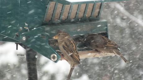 Bird at feeder during Toronto snowstorm