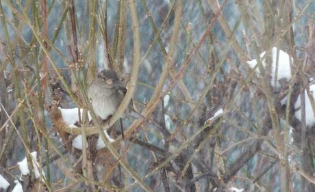 Bird sits in bush during toronto snowstorm