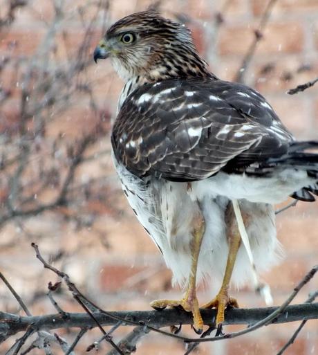 Sharp-shinned Hawk sums up his thoughts on the snowstorm in Toronto - Canada
