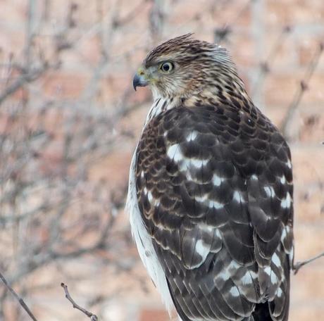 Sharp-shinned Hawk has had enough of the snowstorm in Toronto - Canada